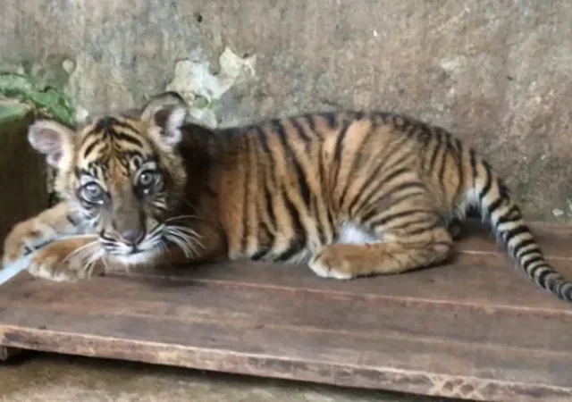 Kenalin Nih…. Penghuni Baru TMSBK Bernama Banun Kinantan