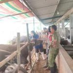 Jelang Iduladha 2025, Pemprov Jateng Cek Kesehatan Hewan Kurban