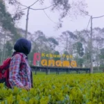 Kebun Teh Panama Wonosobo: Surga Tersembunyi untuk Liburan Keluarga