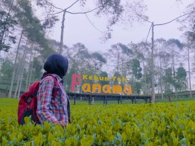 Kebun Teh Panama Wonosobo: Surga Tersembunyi untuk Liburan Keluarga