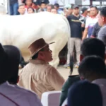 Jateng Lumbung Ternak Nasional, Gubernur Ahmad Luthfi Hadiri Kontes dan Expo Sapi Boyolali