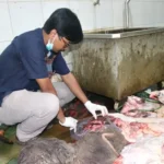 Kualitas Daging Kurban Terjamin, Hati Sapi Jadi Prioritas Pemeriksaan di Blora
