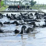 Prasis Semaba PK TNI AU A-55 Mengikuti Orientasi Medan