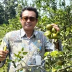 Nikmati Pengalaman Petik Jeruk di Destinasi Agrowisata Clapar Batang
