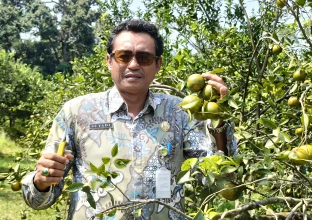 Nikmati Pengalaman Petik Jeruk di Destinasi Agrowisata Clapar Batang