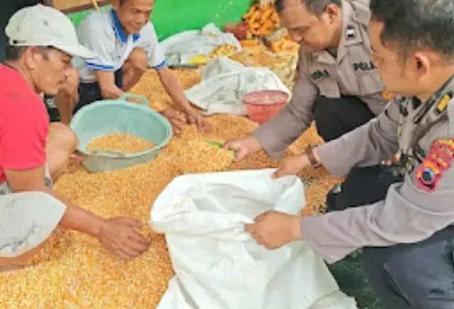 Polres Klaten Tinjau Langsung Panen Jagung di Bayat sebagai Wujud Dukungan Terhadap Ketahanan Pangan