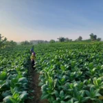 Musim Kemarau yang Lembap Hambat Panen Tembakau, Petani Diingatkan Soal Risiko Genangan