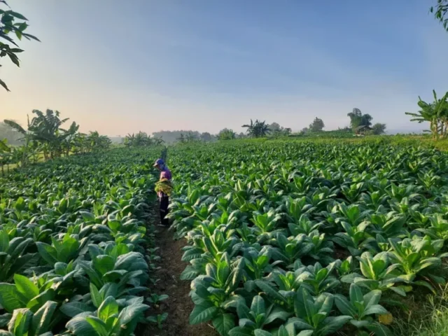 Musim Kemarau yang Lembap Hambat Panen Tembakau, Petani Diingatkan Soal Risiko Genangan