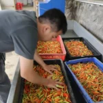 Semangat Bertani Generasi Muda Jateng Diperkuat Lewat Program Zilenial Gubernur Luthfi