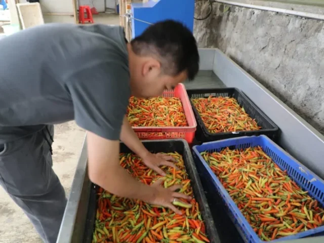 Semangat Bertani Generasi Muda Jateng Diperkuat Lewat Program Zilenial Gubernur Luthfi