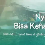 Awas! Nyeker di Pasar Ternyata Berpotensi Kena Leptospirosis