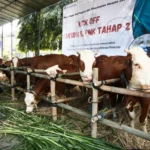 Genjot Produksi Daging, Pemprov Jateng Akan Vaksinasi PMK pada Sejuta Hewan Ternak