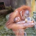 Orangutan Ternyata Punya Perilaku Hidup Sehat yang Patut Ditiru, Hindari Obesitas dan Penyakit