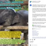 Ditemukan Perut Kembung, Anak Gajah Mati di TN Tesso Nilo, Begini kata Pakar UGM