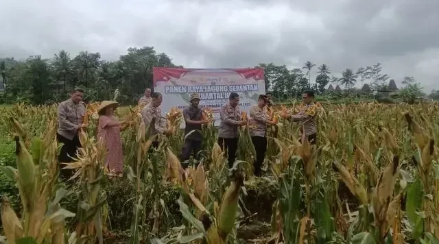 Dukung Swasembada Pangan Nasional, Polres Salatiga Gelar Panen Raya Jagung Kwartal III