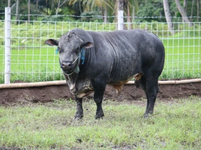 Apa Itu Sapi Gama? Ternyata Ditetapkan Pemerintah sebagai Rumpun Baru Sapi Pedaging