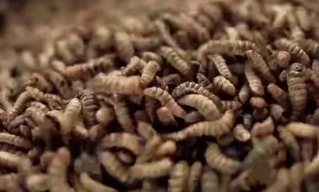 Maggot Potensial jadi Bahan Baku Protein Pakan Ternak