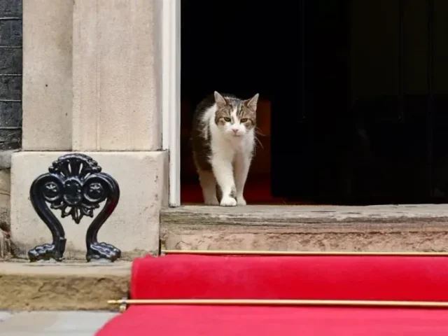 Perkenalkan Ini Larry, Kucing PM David Cameron yang “Sambut” Presiden Prabowo