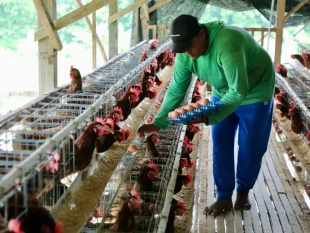 Naik Kelas, Ini Kisah Kaliwedi Sragen dari Tertinggal Menuju Desa Mandiri