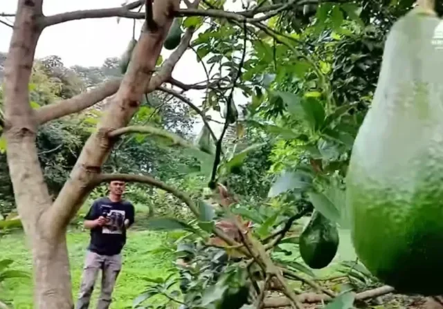 Alpukat Jadi Primadona Baru, Potensi Investasi Perkebunan Kian Menjanjikan