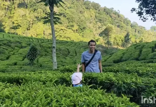 Tak Perlu ke Tawangmangu, Kendal Miliki Kebun Teh Medini Cocok Untuk Camping Pemula