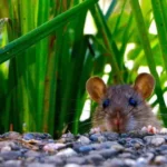 Yuk Kenali Soal Hantavirus, Tikus jadi Rantai Penularan 