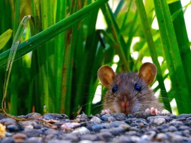 Yuk Kenali Soal Hantavirus, Tikus jadi Rantai Penularan 
