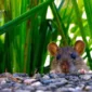 Yuk Kenali Soal Hantavirus, Tikus jadi Rantai Penularan 