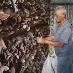 Panen Raya Jamur Kuping, Ini Dia Bumdes Golo Hasilkan 1,3 Ton