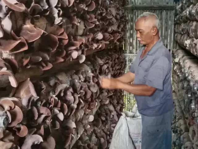 Panen Raya Jamur Kuping, Ini Dia Bumdes Golo Hasilkan 1,3 Ton